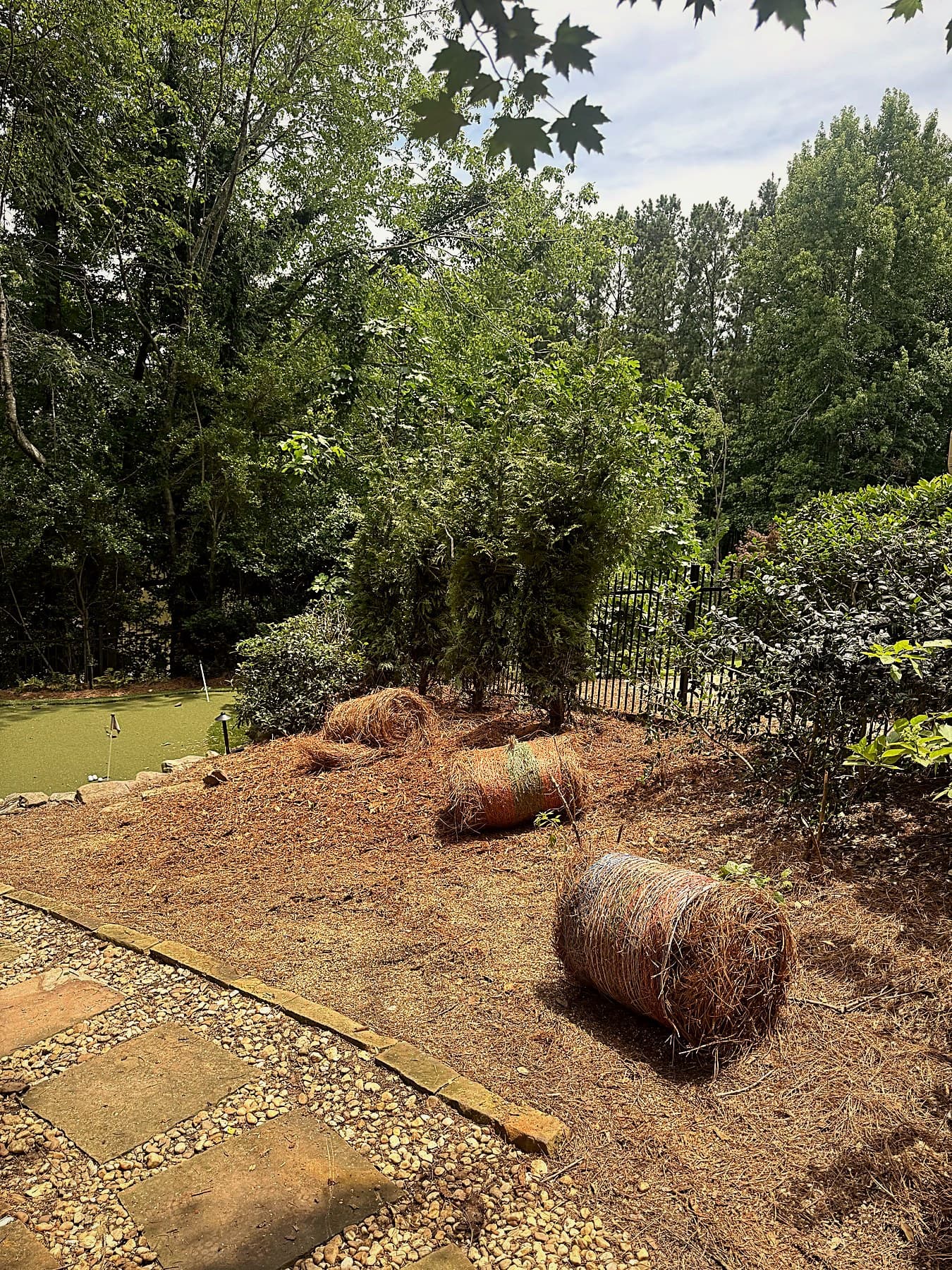 New Green Giant Arborvitae privacy trees staged for installation in a Johns Creek, GA yard
